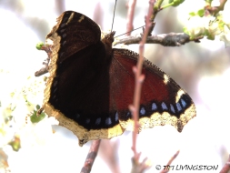 Pipevine Swalllowtail, butterfly, butterflies, Mourning Cloak Butterfly