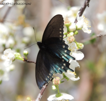Pipevine Swalllowtail, butterfly, butterflies