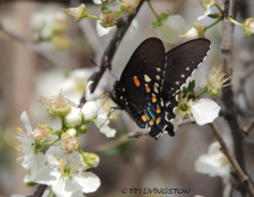 Pipevine Swallowtail, Spring