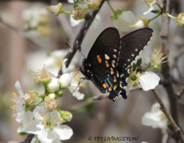 Pipevine Swallowtail, Spring