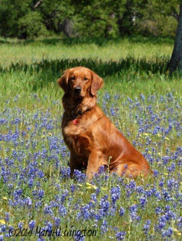 An eight months old Blitz in a field of lupine.