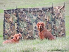 Teka and Blitz train for the hunt tests.