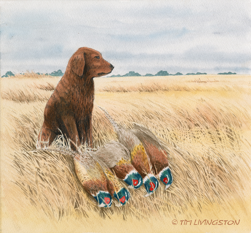 golden retriever, Blitz, pheasant, ringnecks, pheasant hunting, watercolor, watercolour, pen and ink, painting