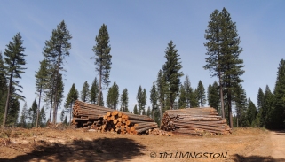 logs, log deck, Doughla-fir, ponderosa pine, sugar pine, incense cedar, white fir