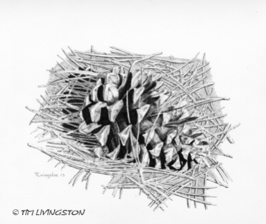 Pondersosa pine, pine cone, pen and ink, ink, drawing