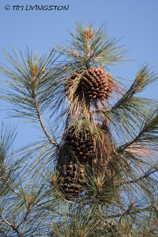 cones, pine cones, gray pine, digger pine,, forestry