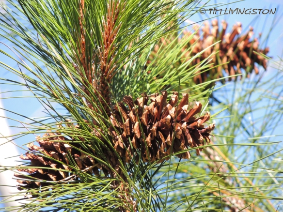 cones, pine cones, Ponerosa pine, forestry