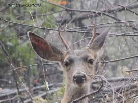 spike buck, buck, blacktail, Columbian Blacktail deer, deer, deer hunting