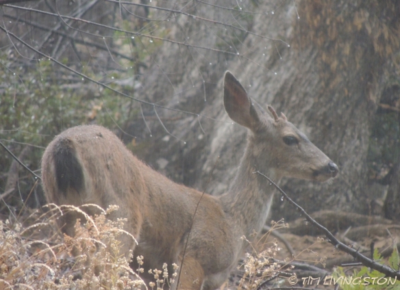 spike buck, buck, blacktail, Columbian Blacktail deer, deer, deer hunting