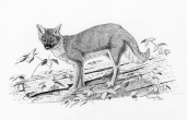 pen and ink, drawing, fox, gray fox