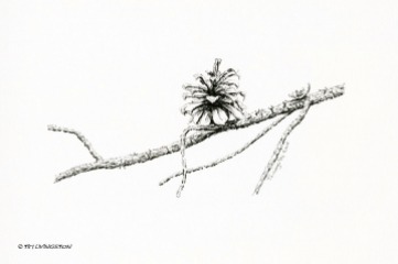 logepole pine, cone, pine cone, pen and ink, drawing, sketch, plein air