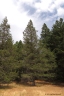lodgepole pine, forestry, nature, photography