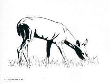 brush pen, pen and ink, deer, drawing, black tail deer