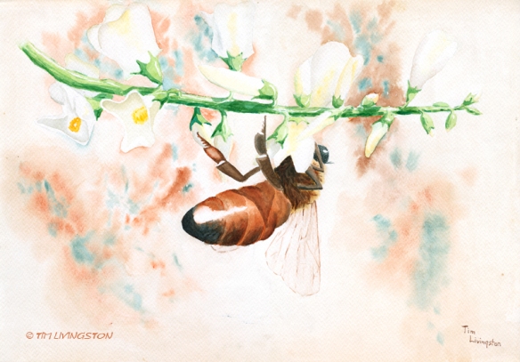 Honey bee, bee, watercolor, watercolour