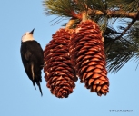 White-headed woodpecker, woodpecker, sugar pine, sugar pine cones, wildlife, nature, Sierra Nevada