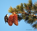 White-headed woodpecker, woodpecker, sugar pine, sugar pine cones, wildlife, nature, Sierra Nevada