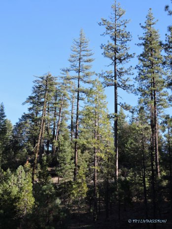 Big pine on the ridge.