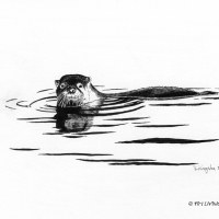 Otter In The Water