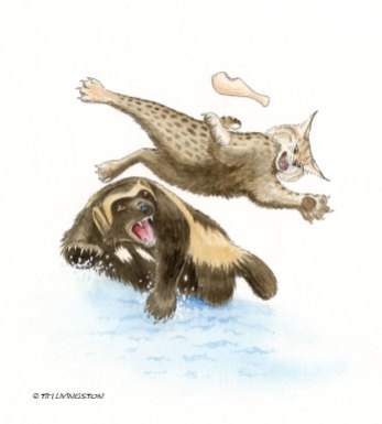 wolverine, watercolor, illustration, children's books