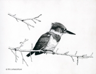 kingfisher, belted kingfisher, pen and ink, pen, drawing, pen & ink