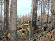 salvage logging