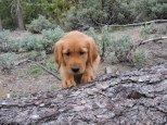Golden retriever, puppy. retriever, forester, logs