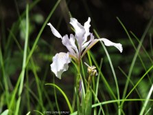 Pacific Coast Iris, Iris tenax.