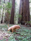 Golden retriever, puppy. retriever, forester, redwoods