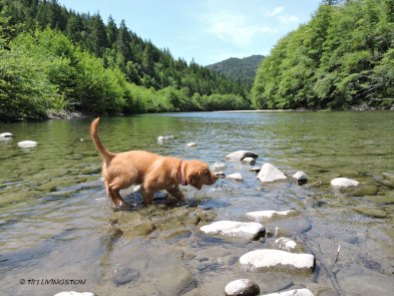 Golden retriever, puppy. retriever, forester, Mattole River