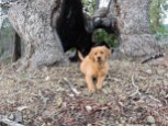 Golden retriever, puppy. retriever, forester, Pacific Madrone