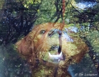 golden retriever, puppy, abstact, photography, abstract photography