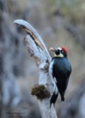 acorn woodpecker, grub, woodpecker, nature, photography