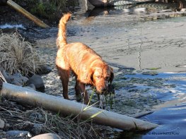 otters, golden retrievers, dogs, retrievers, log pond, sawmill