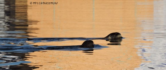 Otter, golden retrievers