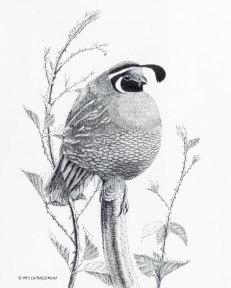 quail, California Valley Quail, pen and ink, pen, ink, drawing, wildlife