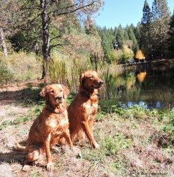 Bliss and Tasha in the Sierra.