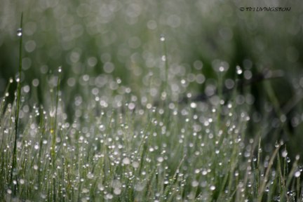 Dew on the grass. I know it's not a flower.