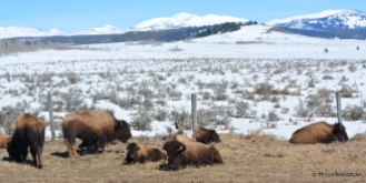buffalo, bison, American Bison