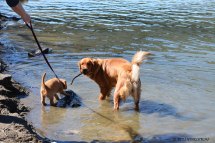 Phanny and Bliss playing in the Yellowstone River.