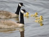 Canada Geese and goslings.