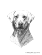 yellow lab, Labrador retriever, lab, hunting dog, dog, portrait, pen and ink, ink drawing
