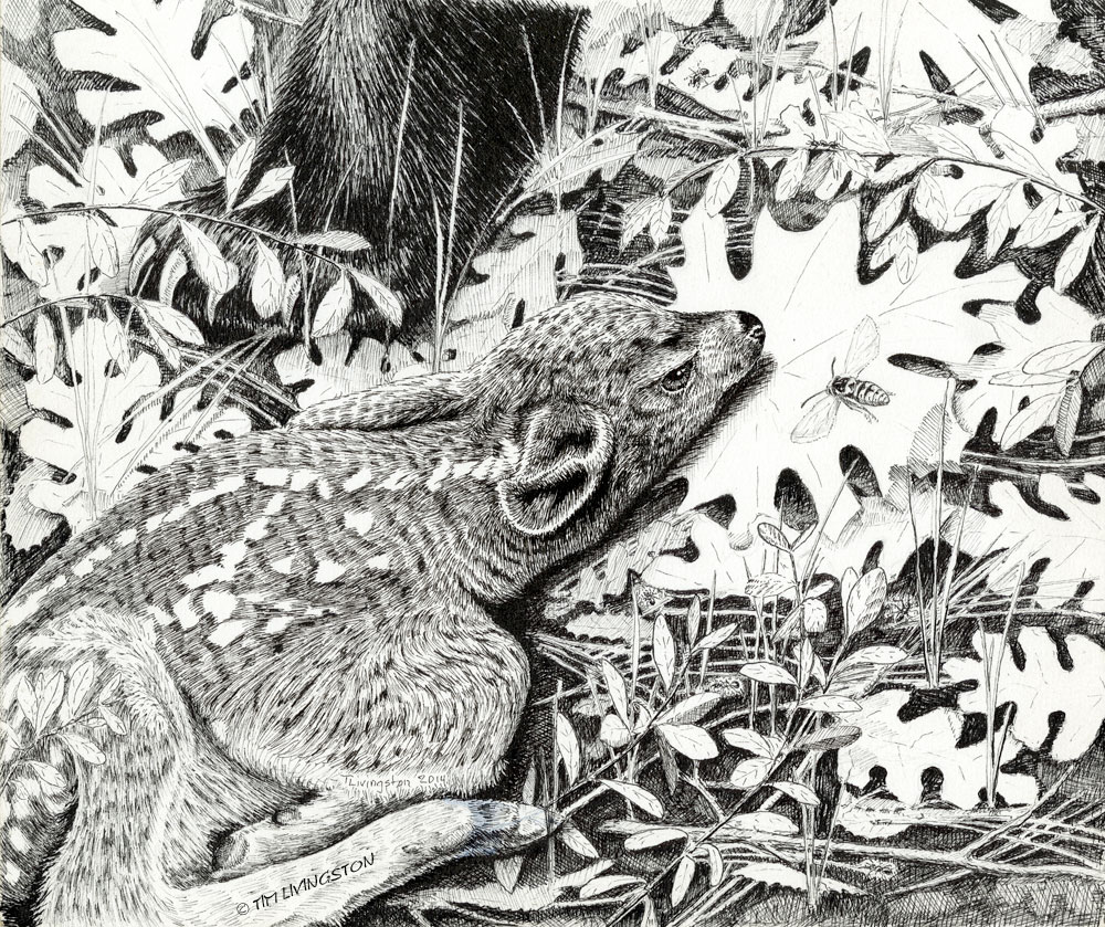 black bear,black tail deer, pen and ink, drawing, wildlife