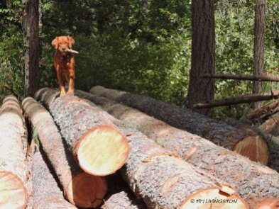 logs, logging, forester, golden retriever