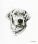 Golden Retriever, Bliss, pen and ink, pen drawing, drawing pet portrait