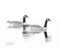 geese, Canada geese, pen and ink, drawing