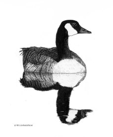 Canada goose, gander, birds, birding, pen and ink, drawing