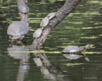 Turtle, turtles, Red-eared Slider, Trachemys scripta elegans