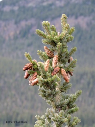 Denali, Denali National Park, black spruce, cones