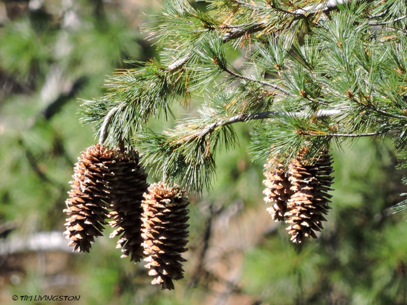 sugar pine, pine cones, sugar pine cones