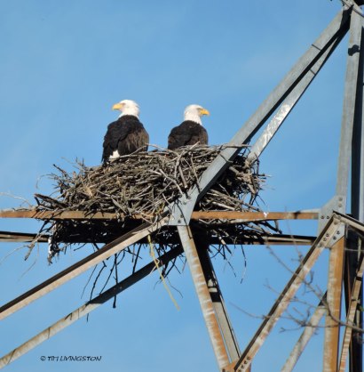 I keep waiting for them to gather sticks, but the haven't. I not convinced their serious about nesting here.